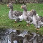 Тулузские гуси