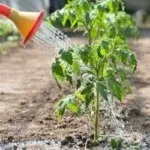 Полив куста томата