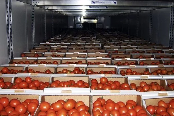 Хранение помидоров в подвале