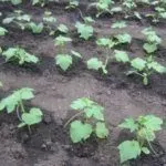 Посадка огурцов