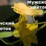 Мужской и женский цветы огурцов