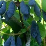 Урожай жимолости