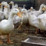 Питание утки Стар 53