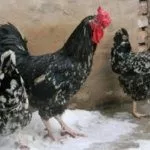 Австралорп мраморный