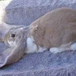 Английский