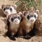 Детёныши американского хорька