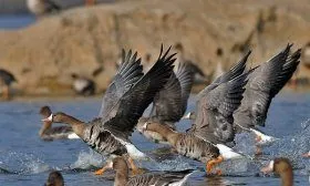 Белолобый гусь