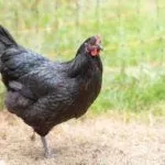 Австралорп черный