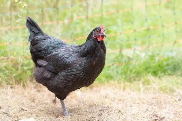 Порода кур австралорп - черно-пестрая разновидность описание содержание цыплят отзывы 32 фото