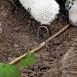 Размножение отводами