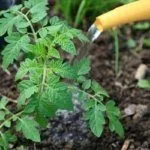 Полив помидоров