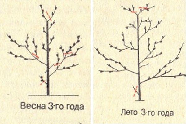 Схема обрезки персика