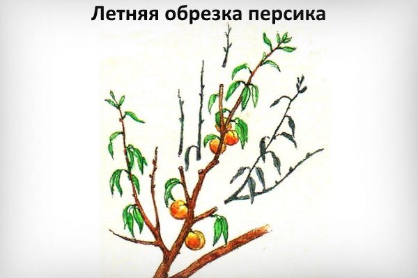 Летняя обрезка