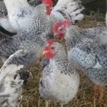 Содержание Борковских Барвистых кур