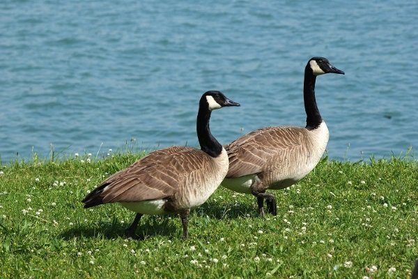 Канадская казарка (Branta сanadensis)