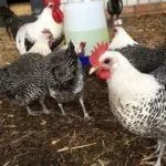 Кормление и поение кур