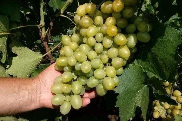 Сорта винограда по алфавиту (от А до Я) с фото и описанием