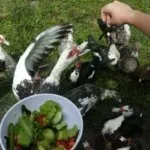 Содержание птенцов