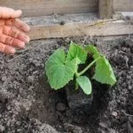 Высадка рассады огурцов в грунт