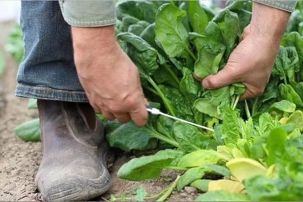 Выращивание и уход за шпинатом в открытом грунте: всё от посадки до сбораурожая