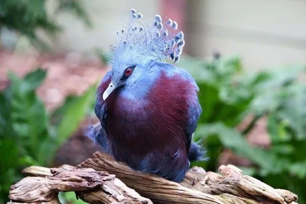 Венценосного голубя можно спутать с павлином