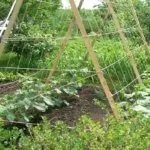 Подвязывание огурцов