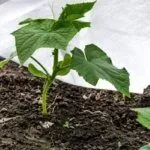 Рассада огурца в открытом грунте