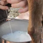 Дойка козы