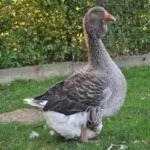 Тулузские гуси