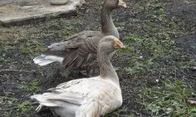 Тульские гуси