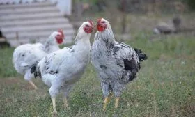 порода кур Юрловские голосистые