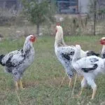 порода кур Юрловские голосистые