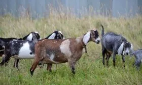 Англо-нубийские козы на выпасе