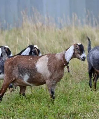 Англо-нубийские козы на выпасе