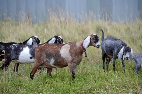 Англо-нубийские козы на выпасе
