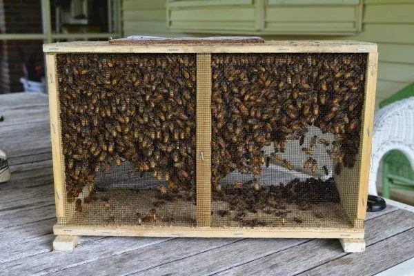 Бессотовый ящик для пчелопакетов