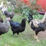 порода кур Юрловские голосистые