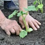 Пересадка огурцов в грунт