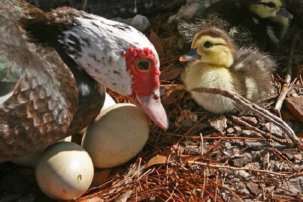 Утка стала нести яица в одно гнездо с курами. Что делать?
