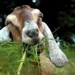 Коза кушает траву