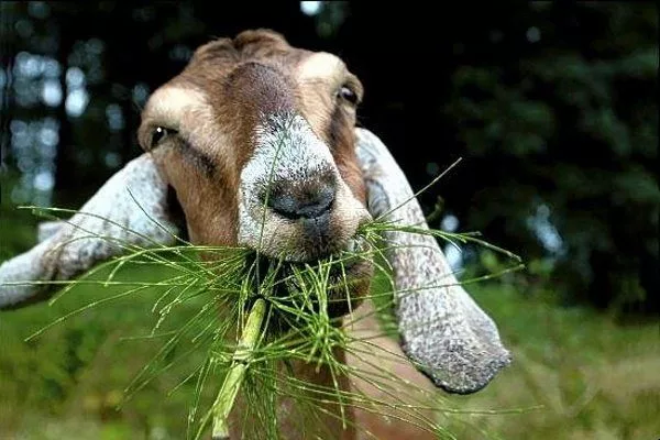 Коза кушает траву