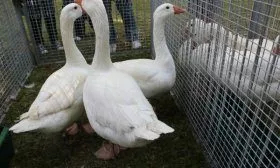 Гуси итальянской породы