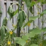 Огурец вянет