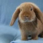 Голландский