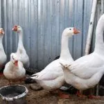 Гуси породы Линда