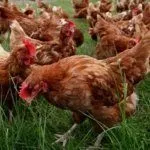 Куры породы Хай-Лайн