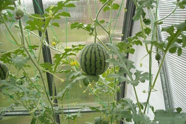 агротехника выращивания арбузов в теплице