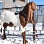 Коза Камори