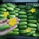 Урожай огурцов