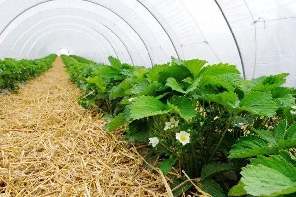 Как выращивать клубнику в теплице круглый год: пошаговые инструкции